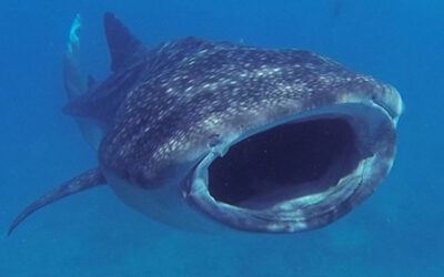 Nager avec le requin baleine