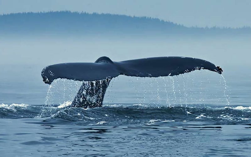 Observer Les Baleines à Tadoussac au Québec