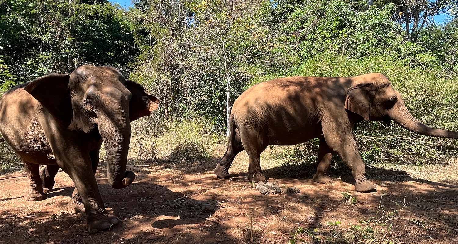 elephant ratanakiri cambodge