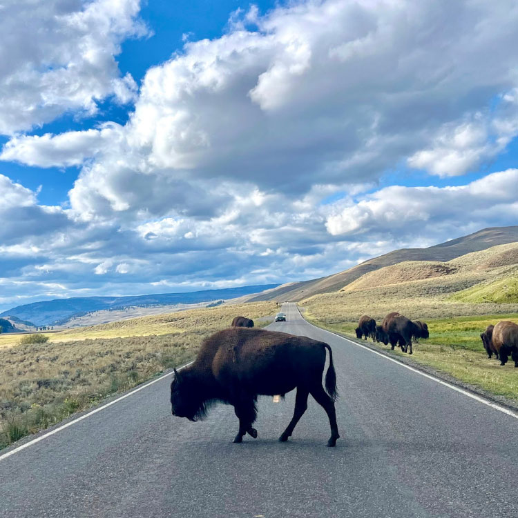 bison parc national yellowstone
