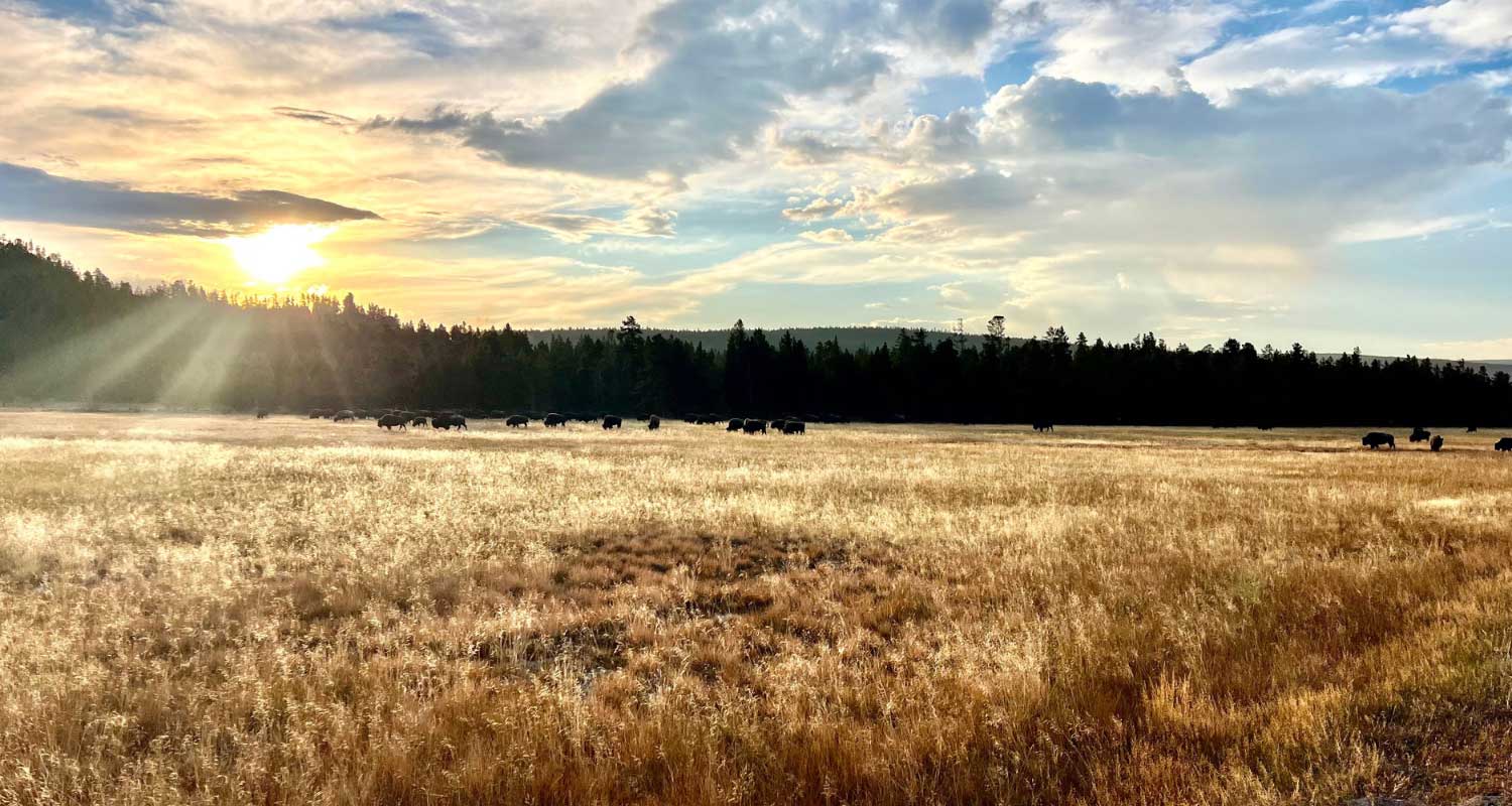 lamar valley